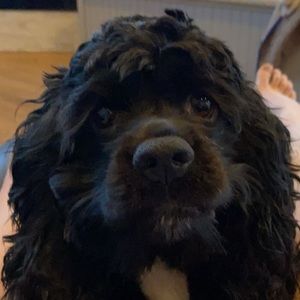 Meet your Posher, Ella